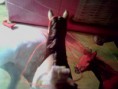 /album/fotogaleria/a18387-339013099540905-1094245819-n-jpg/